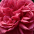 Różowy  - Róża pnąca climber - Titian